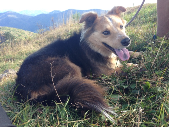 Dogs on Big Bald on the Appalachian Trail